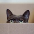 Dėžės katėms daugiabučių kiemuose: bobučių pramanai ar reali pagalba šąlantiems beglobiams?