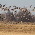 S. Paltanavičius: prasideda paukščių migracija