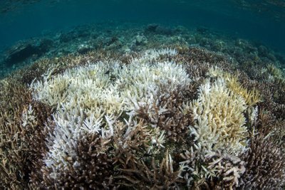 Nykstantys koraliniai rifai