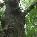 Kaip miške atpažinti vertingiausius medžius?