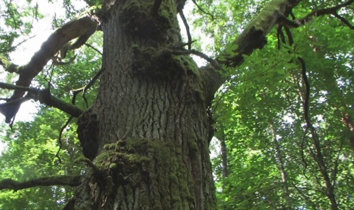 Vertingiausius miško medžius parodo ant jų gyvenančios indikatorinės rūšys