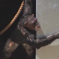 Austrija laboratoriniams bandymams naudotas šimpanzes perkėlė į gyvūnų draustinį