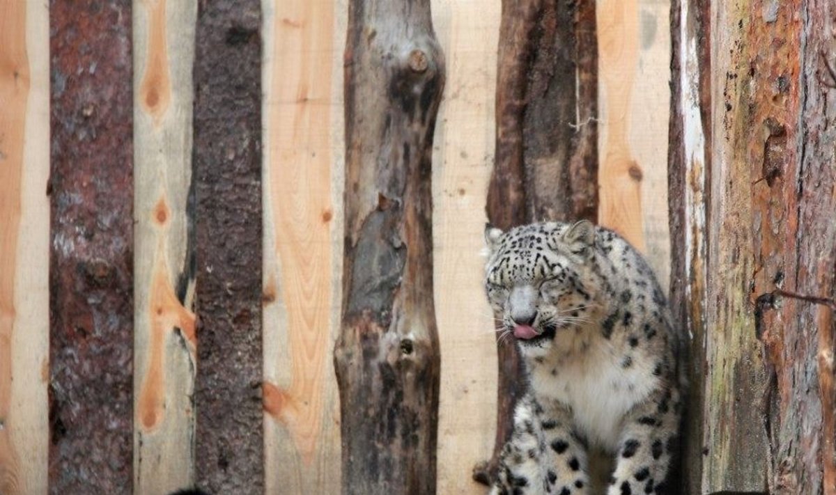 Leopardas zoologijos sode