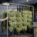 Darbo skelbimas sukėlė klausimų: ką veikia bananų gazuotojas?