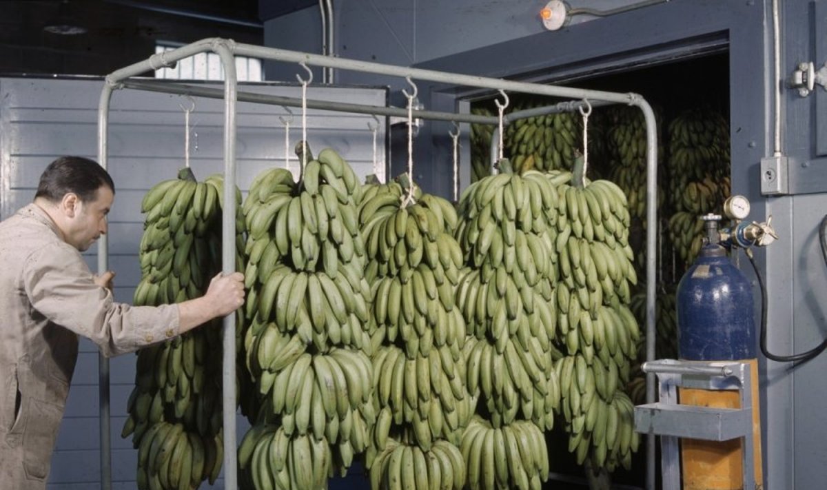 Bananai, vežami į etileno kamerą