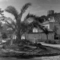 Dabar įsivaizduoti būtų sunku: XX a. sostinės centre augo palmės