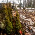 Miške Šiaulių rajone virsdamas nupjautas medis sužalojo vyrą: policija pradėjo ikiteisminį tyrimą