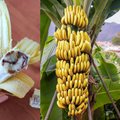 Kaunietę suglumino radinys, kurį išvydo nulupusi bananą: apetitą gadinantis vaizdas turi paaiškinimą