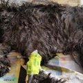 Skandalas: prabangaus viešbučio darbuotojai į atliekų spaustuvą įmetė šunį