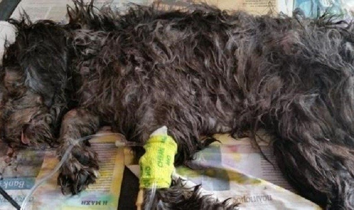 Viešbučio darbuotojų Kipre myriop pasiųstas benamis šunelis