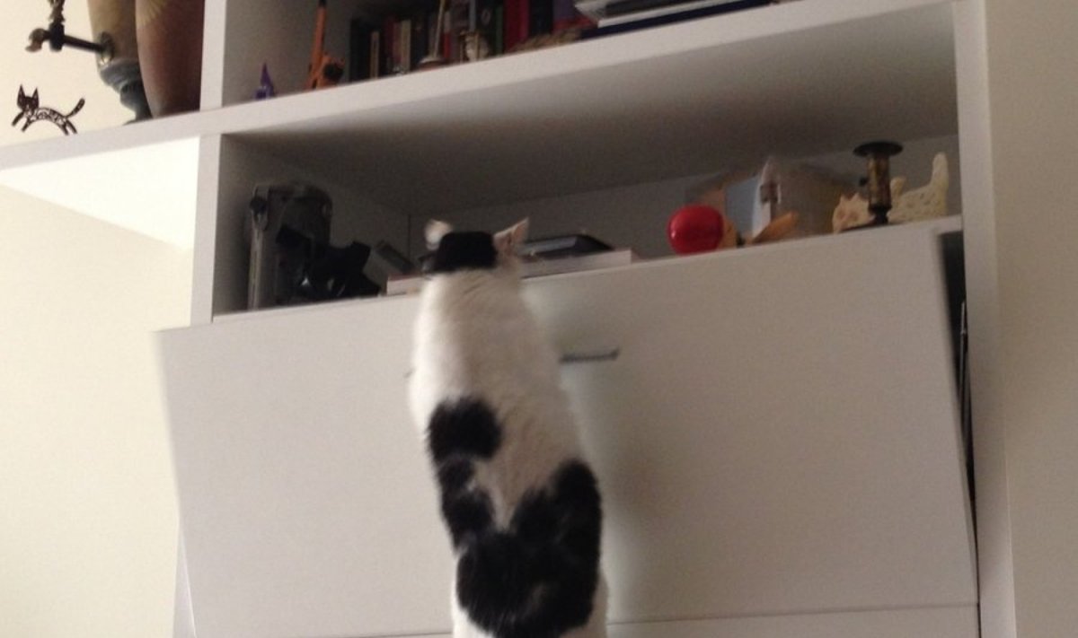 Skaitytojos Zojos katė - akrobatė
