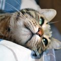 Unikalios kačių nosys – tarsi žmonių pirštų antspaudai