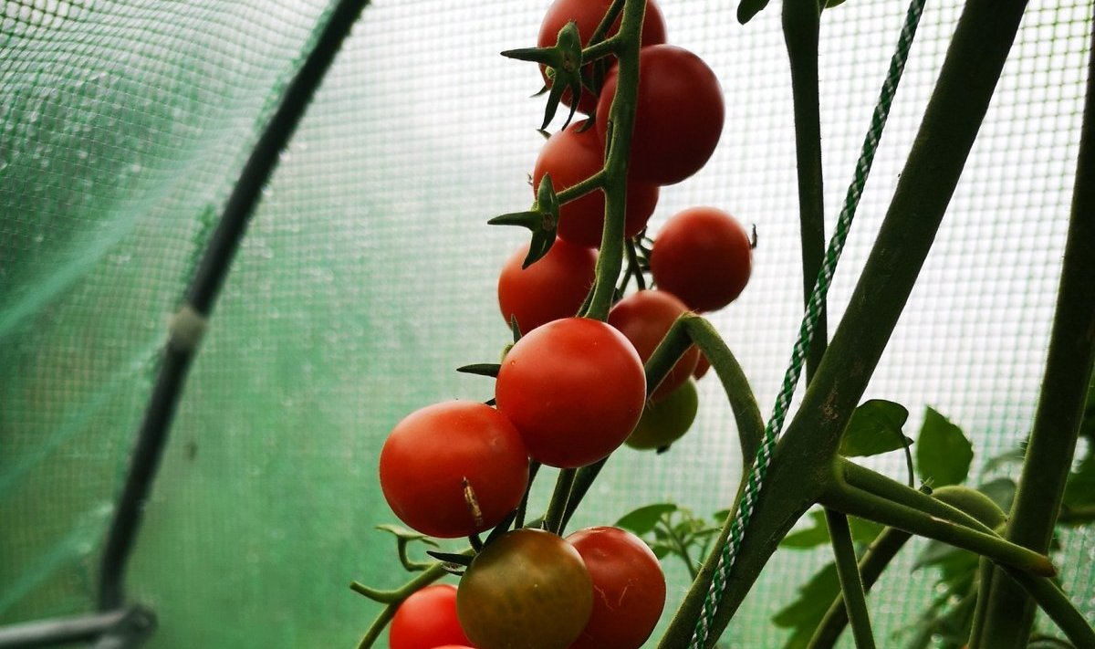 Al­do­nos Pi­kie­nės pomidorai