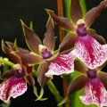 Hibridinės orchidėjos – ištvermingiausios ir mažiausiai priežiūros reikalaujančios šios rūšies gėlės