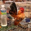 Malaizijoje surengtas mažųjų viščiukų konkursas