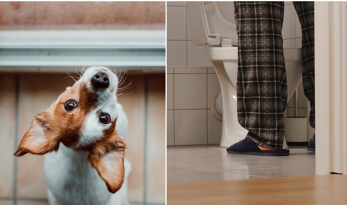 Šuo seka į tualetą Shutterstock
