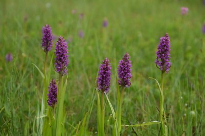 Lietuviškos orchidėjos Neries regioniniame parke