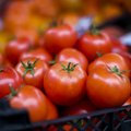 „Auksinių“ lietuviškų pomidorų paslaptis