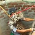 Indijoje išgelbėtas į šulinį įkritęs leopardas
