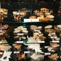 Kauno muziejus gavo 10 tūkst. kriauklių kolekciją, kuri netelpa į ekspozicijų salę