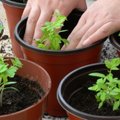 Turguje pomidorų, agurkų ir paprikų daigelių rojus – profesionalių augintojų patarimai, kaip juos sodinti