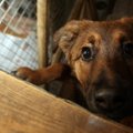 „Grinda“ išvijo beglobius, gyventojai grasina šunis išnuodyti