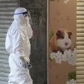 Honkonge naikinami žiurkėnai, aptikus užsikrėtusių koronavirusu
