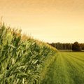 Kam šį sezoną ruošiasi JAV žemės ūkis