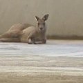 Į Melburno oro uostą užklydo kengūra