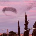 Įspūdingi varnėnų viražai virš Izraelio - kaip šokantys debesys