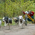 Lietuvoje vyks Pasaulio šunų kinkinių čempionato repeticija