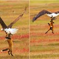 Nufilmuota įspūdinga kova: dėl grobio erelis ir lapė grūmėsi skrisdami