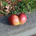 Nuo obels nuskynė „nepadorų“ vaisių
