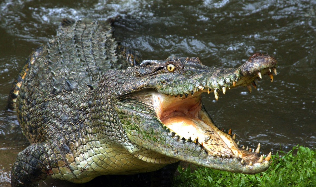 Krokodilas