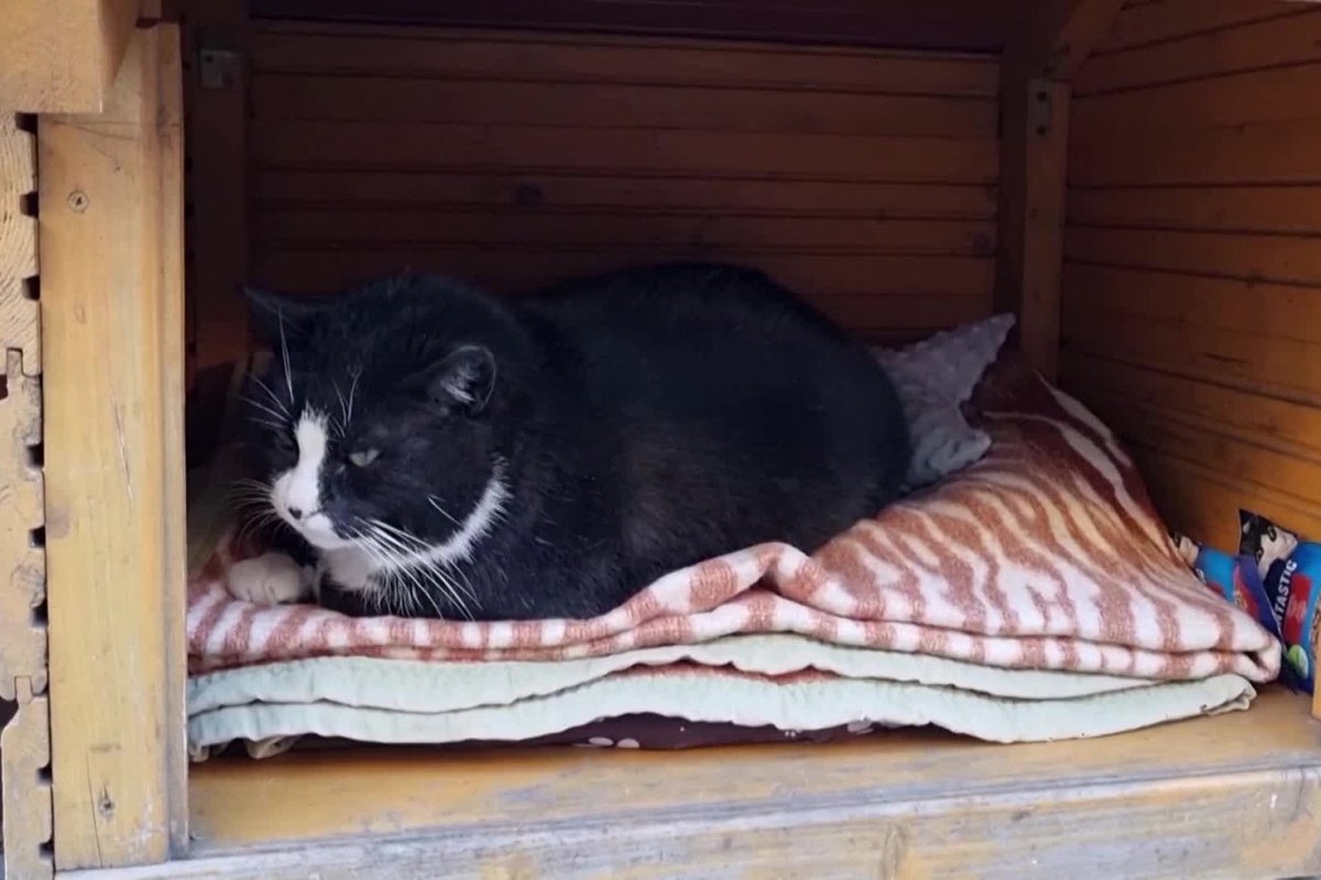 Polskie miasteczko rozsławił kot z kontem na TikToku