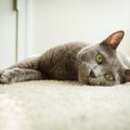 Paprasti būdai, kaip pašalinti iš kilimo katės šlapimo kvapą