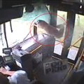 Nufilmuota, kaip partrenktas elnias įlėkė į autobusą