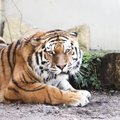Pasaulinė tigrų diena: kuo ypatingi šie plėšrūnai?