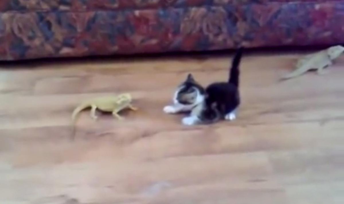 Kotek vs. jaszczurki