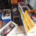 Pareigūnus šokiravo tai, ką jie aptiko žuvies perdirbimo įmonėje