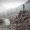Dokumentinių filmų festivalyje - vaizdai iš naikinamų pasaulio miškų