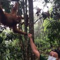 Su orangutanu įsiamžinęs L. DiCaprio pavergė internautus
