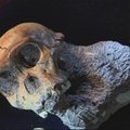 Mokslininkai Australopithecus sedib skeletus sieja su žmogaus evoliucijos pradžia