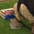 Naujojoje Zelandijoje vyksiančio Pasaulio regbio čempionato favoritus spėja orakulė avis