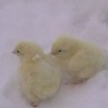 Dėl skolų paukštininkystės ferma Rusijoje numarino apie 1 mln. viščiukų