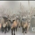 Šiaurės elnių augintojai Rusijoje bando įveikti krizę