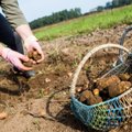 В Литве начали копать картошку, фермеры прогнозируют рост цен