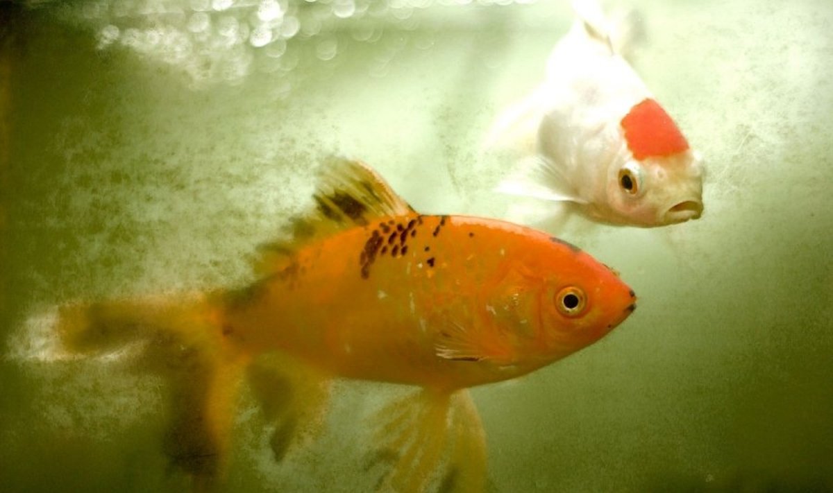 Žuvys irgi geria vandenį, tačiau ne troškulio malšinimui