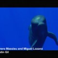 Vaizdo klipas apie ilgapelekes grindas - bandymas sustabdyti jų žudymą