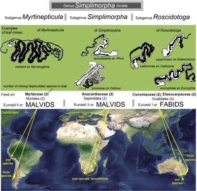 Simplimorpha gentis – gondvaninio paplitimo pavyzdys (paimta iš Stonis et al., 2018)